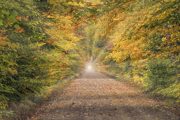 Light rays at end of road through Hiawatha National Forest, Upper Peninsula of Michigan