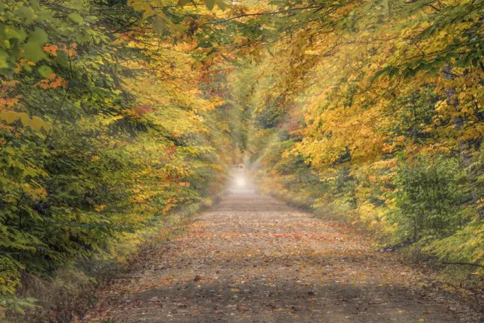 Framed Print : Light rays at end of road through Hiawatha National Forest, Upper Peninsula of Michigan Framed Print : Light rays at end of road through Hiawatha National Forest, Upper Peninsula of Michigan