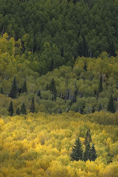 Light shining on evergreen trees among huge mountain slope of Aspen trees in autumn
