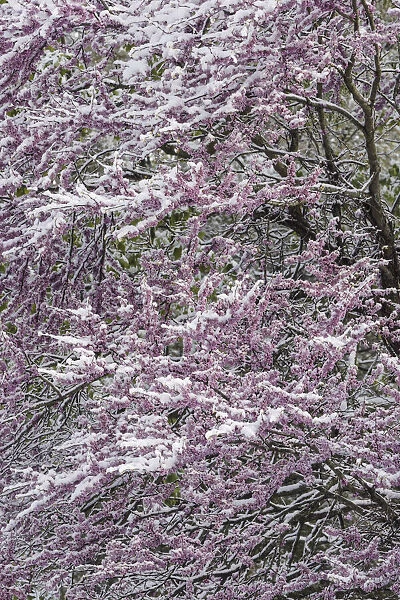 Light snow on Eastern redbud tree in early spring, Louisville, Kentucky