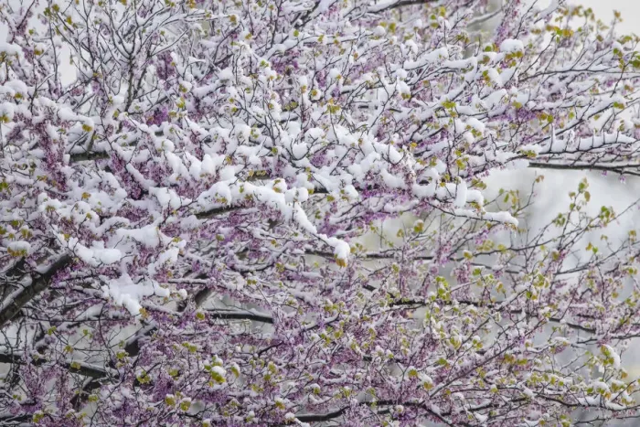 Framed Print : Light snow on Eastern redbud tree in early spring, Louisville, Kentucky