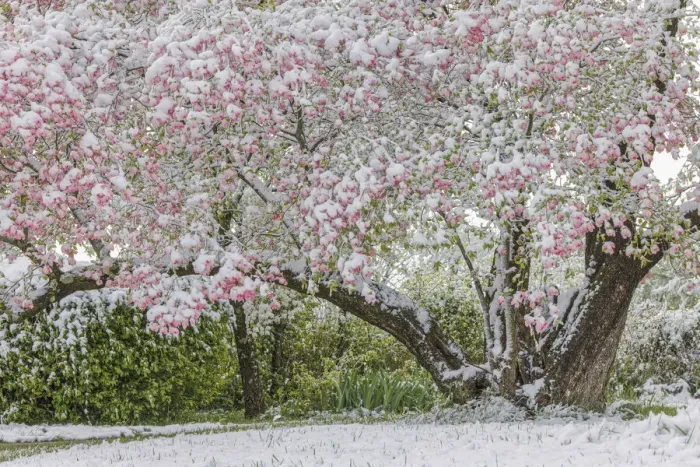 Framed Print : Light snow on pink dogwood tree in early spring, Louisville, Kentucky