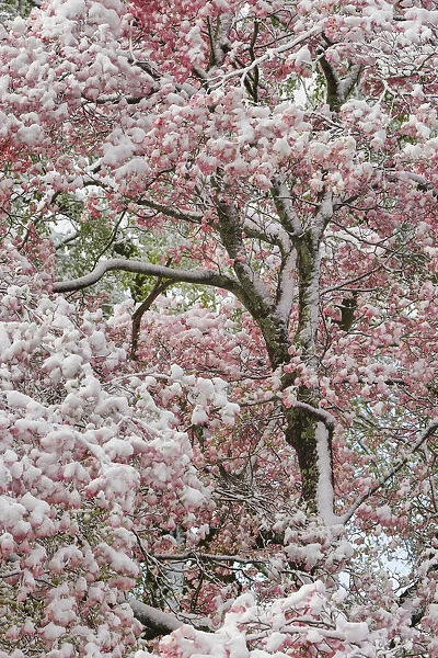 Light snow on pink dogwood tree in early spring, Louisville, Kentucky