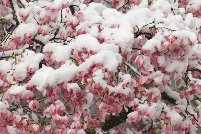 Framed Print : Light snow on pink dogwood tree in early spring, Louisville, Kentucky Framed Print : Light snow on pink dogwood tree in early spring, Louisville, Kentucky