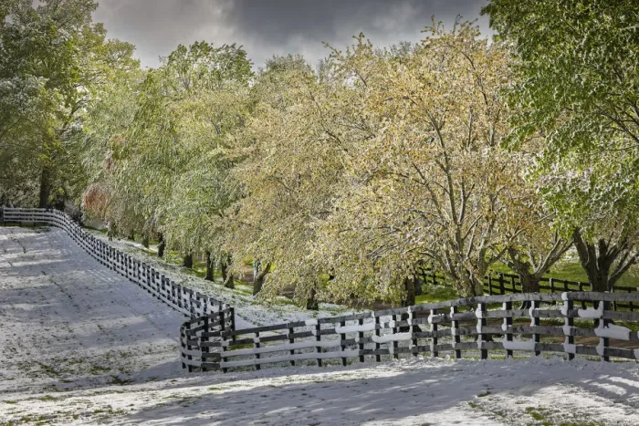 Framed Print : Light snow on trees in early spring, Louisville, Kentucky