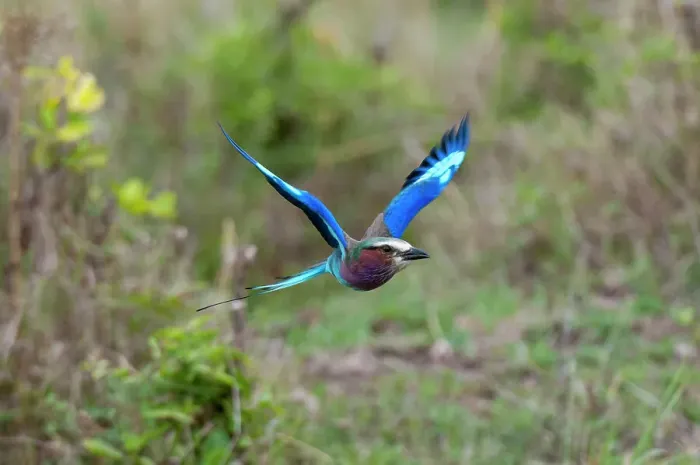 Framed Print : A lilac-breasted roller, Coracias caudata, in flight. Masai Mara National Reserve, Kenya Framed Print : A lilac-breasted roller, Coracias caudata, in flight. Masai Mara National Reserve, Kenya