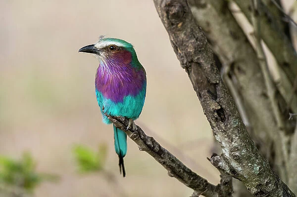 A lilac-breasted roller, Coracias caudata, perched on a tree branch. Masai Mara National Reserve, Kenya, Africa