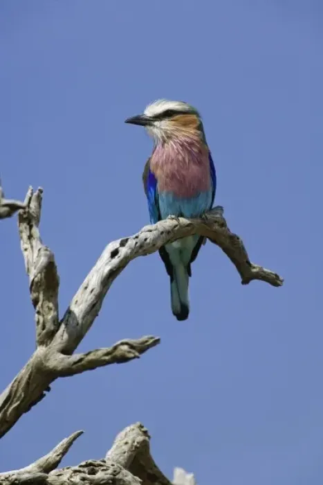 Framed Print : Lilac breasted Roller, Coracias caudata, Masai Mara, Kenya Framed Print : Lilac breasted Roller, Coracias caudata, Masai Mara, Kenya