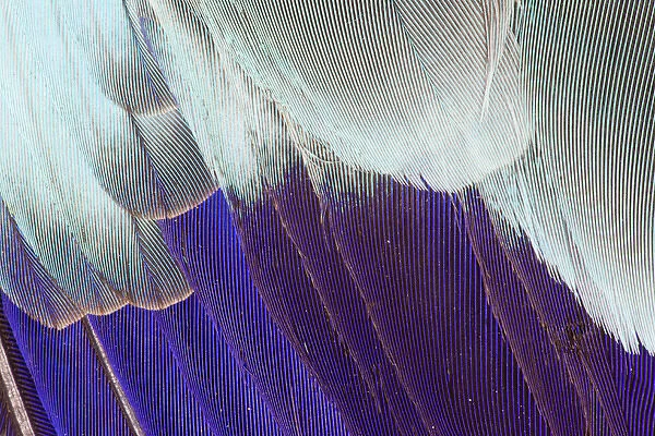 Lilac Breasted Roller feathers pattern