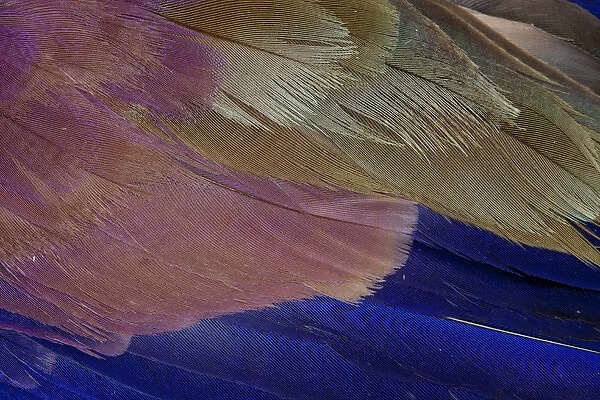 Lilac Breasted Roller feathers pattern