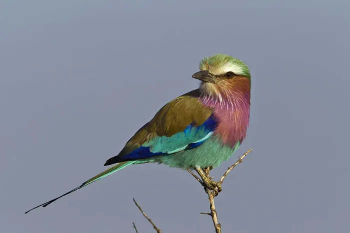 Framed Print : Lilac-breasted Roller, Masai Mara, Kenya Framed Print : Lilac-breasted Roller, Masai Mara, Kenya