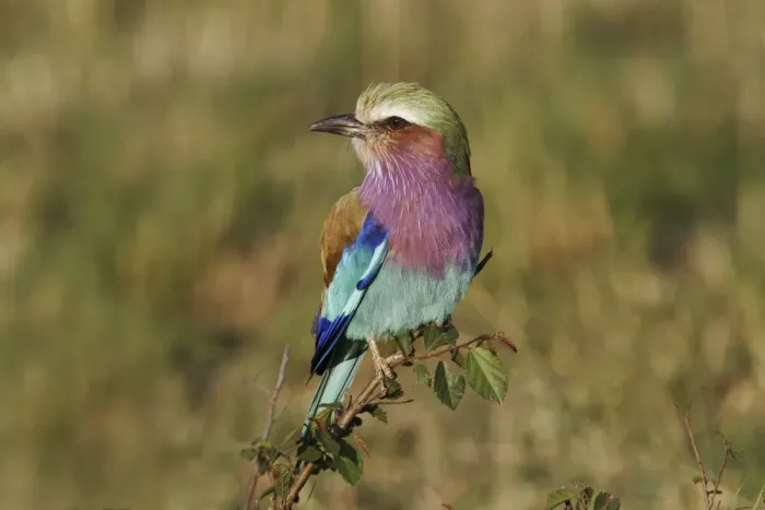 Framed Print : Lilac-breasted Roller, Masai Mara, Kenya Framed Print : Lilac-breasted Roller, Masai Mara, Kenya