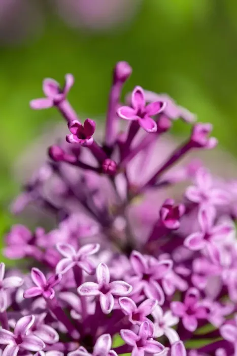 Framed Print : Lilac bush, USA Framed Print : Lilac bush, USA