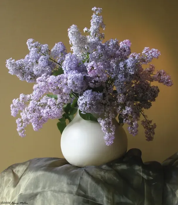 Framed Print : Lilac flowers in vase Framed Print : Lilac flowers in vase