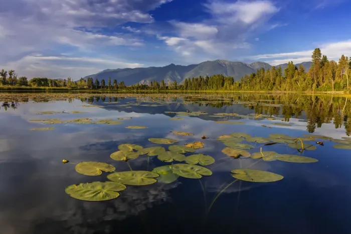 Framed Print : Lilly pads and Swan Range reflects into McWennger Slough near Kalispell, Montana, USA Framed Print : Lilly pads and Swan Range reflects into McWennger Slough near Kalispell, Montana, USA
