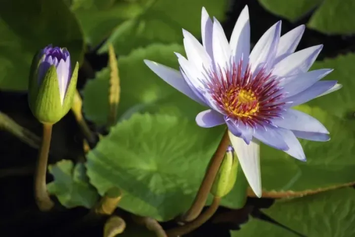 Framed Print : Lily pads on the lake at the Queen Elizabeth II Botanic Park, Grand Cayman, Cayman Island
