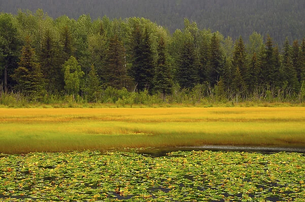 Lily Pods and Sedge Grass in Autumn; Chugach National Forest; Alaska; USA