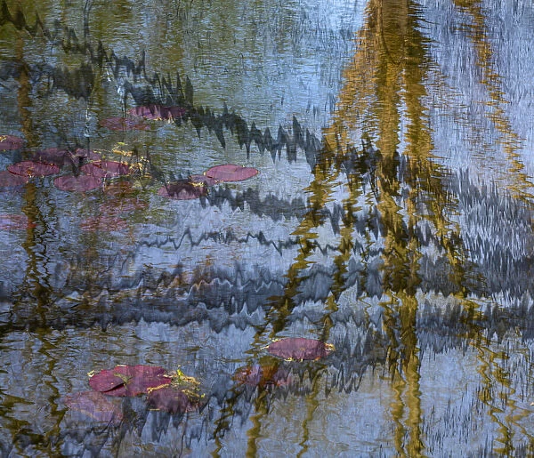 Lily pond reflection abstract