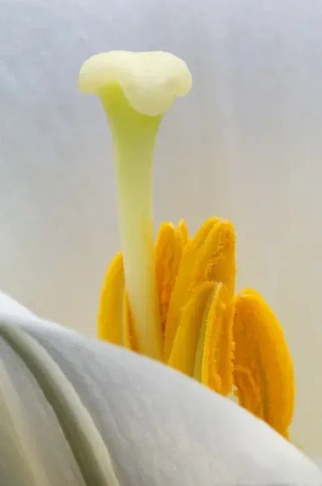 Framed Print : Lily stamen close-up. Credit as: Nancy Rotenberg / Jaynes Gallery / DanitaDelimont Framed Print : Lily stamen close-up. Credit as: Nancy Rotenberg / Jaynes Gallery / DanitaDelimont