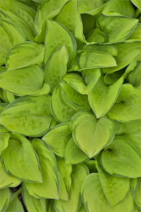 Framed Print : Lime green hosta, Chanticleer Garden, Wayne, Pennsylvania Framed Print : Lime green hosta, Chanticleer Garden, Wayne, Pennsylvania