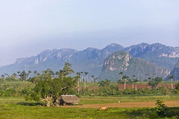 Limestone hill, farming land and tobacco drying house, Vinales Valley, UNESCO World Heritage site
