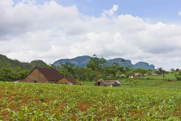 Limestone hill, farming land and tobacco drying house in Vinales valley, UNESCO World Heritage site