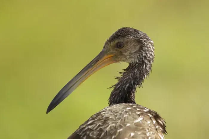 Framed Print : Limpkin, Aramus guarana, Viera wetlands, Florida Framed Print : Limpkin, Aramus guarana, Viera wetlands, Florida