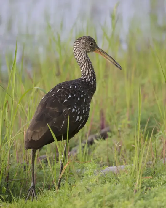 Framed Print : Limpkin, Aramus guarauna, Myakka River State Park, Florida Framed Print : Limpkin, Aramus guarauna, Myakka River State Park, Florida