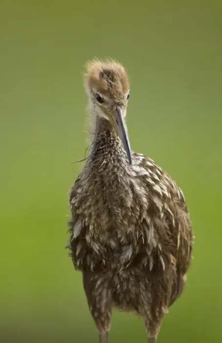 Framed Print : Limpkin chick, Aramus guarana, Viera wetlands, Florida Framed Print : Limpkin chick, Aramus guarana, Viera wetlands, Florida