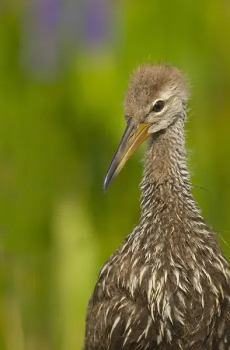 Framed Print : Limpkin chick, Aramus guarana, Viera wetlands, Florida Framed Print : Limpkin chick, Aramus guarana, Viera wetlands, Florida