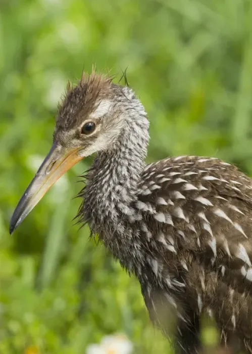 Framed Print : Limpkin chick, Aramus guarana, Viera wetlands, Florida