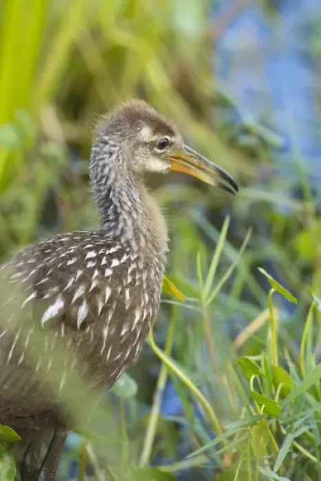 Framed Print : Limpkin chick, Aramus guarana, Viera wetlands, Florida