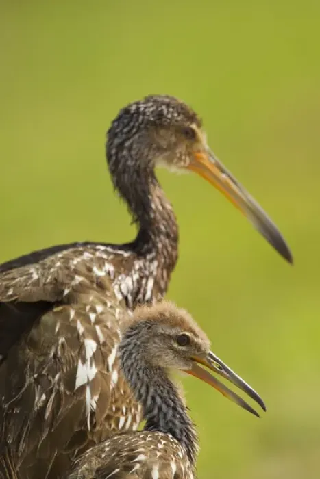 Framed Print : Limpkin with chick, Aramus guarana, Viera wetlands, Florida Framed Print : Limpkin with chick, Aramus guarana, Viera wetlands, Florida