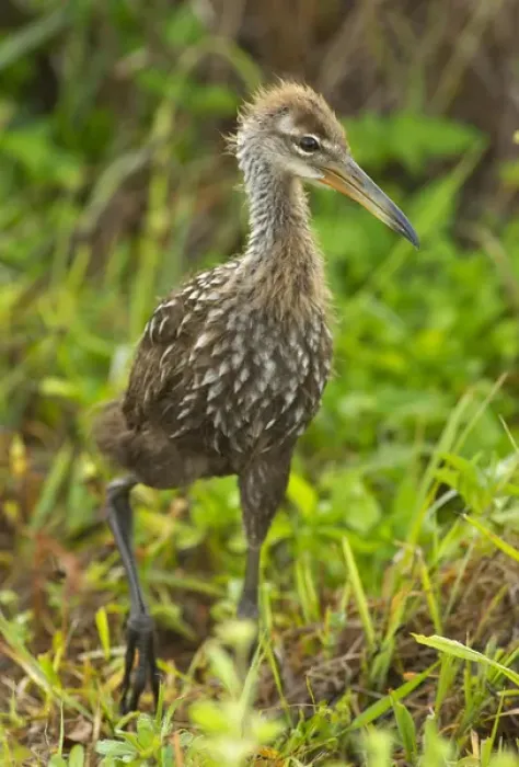 Framed Print : Limpkin chick cruising, Aramus guarana, Viera wetlands, Florida Framed Print : Limpkin chick cruising, Aramus guarana, Viera wetlands, Florida