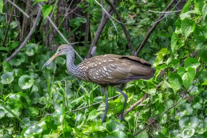 Framed Print : Limpkin, Florida Framed Print : Limpkin, Florida