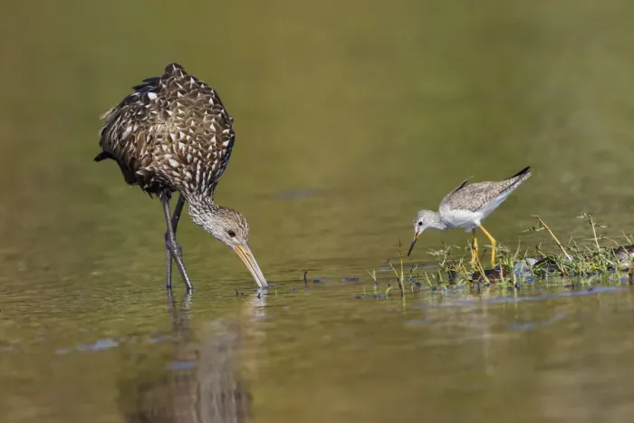 Framed Print : Limpkin and Lesser yellowlegs feeding Myakka River State Park, Florida Framed Print : Limpkin and Lesser yellowlegs feeding Myakka River State Park, Florida