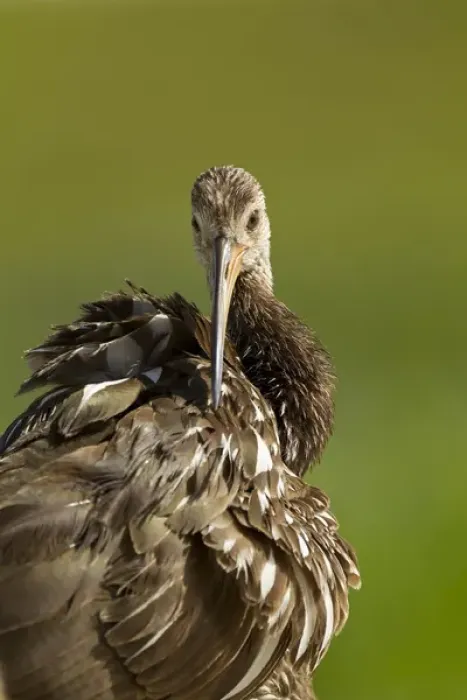Framed Print : Limpkin preening, Aramus guarana, Viera wetlands, Florida