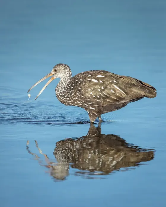 Framed Print : A limpkin releases a freshwater clam in order to get a better purchase before eating Framed Print : A limpkin releases a freshwater clam in order to get a better purchase before eating