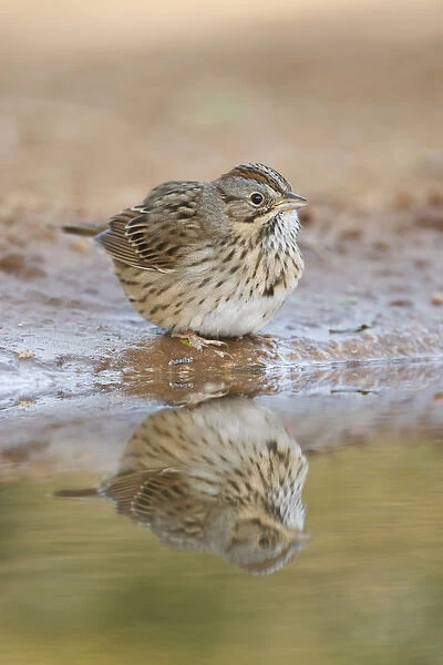 Lincolns Sparrow (Melospiza lincolnii) reflected in ranch pond, south Texas