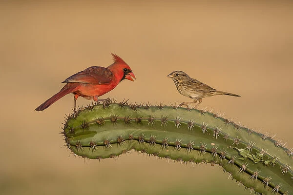 Lincolns Sparrow (Melospiza lincolnii) with northern cardinal on cactus