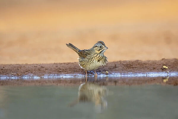 Lincolns Sparrow (Melospiza lincolnii) drinking