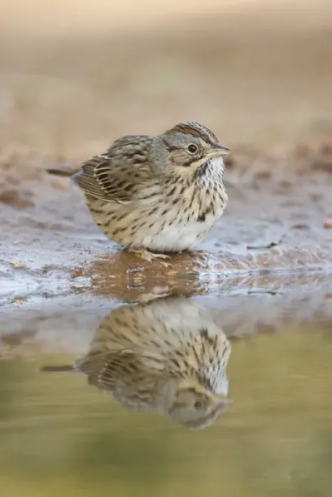 Framed Print : Lincolns Sparrow (Melospiza lincolnii) reflected in ranch pond, south Texas