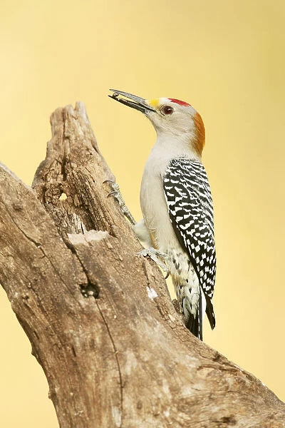 Linn, Texas, USA. Golden-fronted woodpecker eating a seed