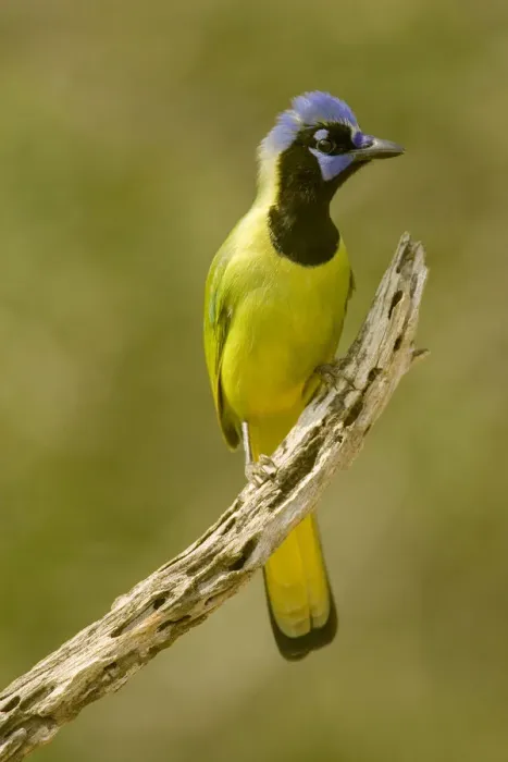 Framed Print : Linn, Texas, USA. Green jay (Cyanocorax yncas) perched on a dead branch Framed Print : Linn, Texas, USA. Green jay (Cyanocorax yncas) perched on a dead branch