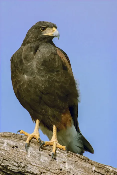 Framed Print : Linn, Texas, USA. Harris hawk perched on a dead, fallen tree