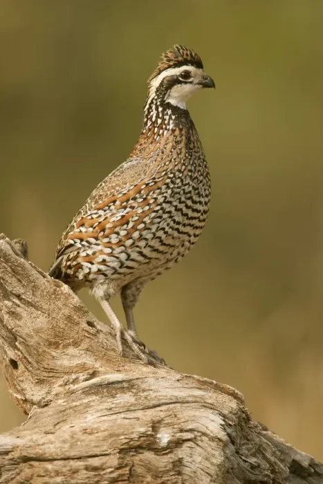 Framed Print : Linn, Texas, USA. Male northern bobwhite (Colinus virginianus) on a log