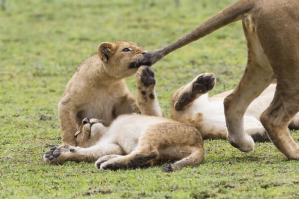 Lion cub bites the tail of lioness, pulling the tail, while two other cubs lie upside