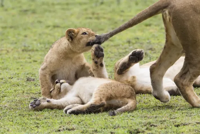 Framed Print : Lion cub bites the tail of lioness, pulling the tail, while two other cubs lie upside Framed Print : Lion cub bites the tail of lioness, pulling the tail, while two other cubs lie upside