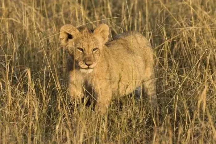Framed Print : A lion cub laying