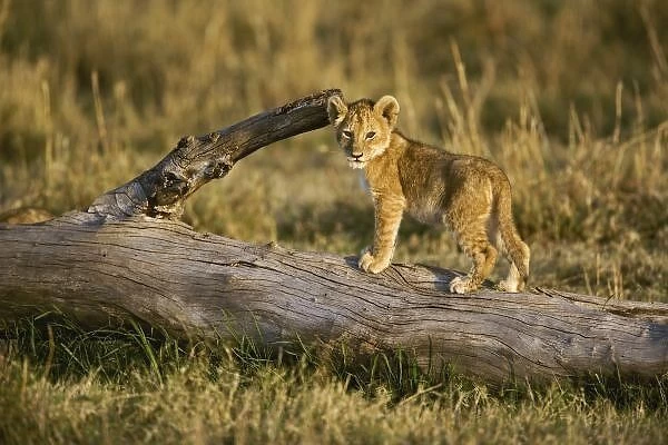 Lion cub on log, Panthera leo, Masai Mara, Kenya